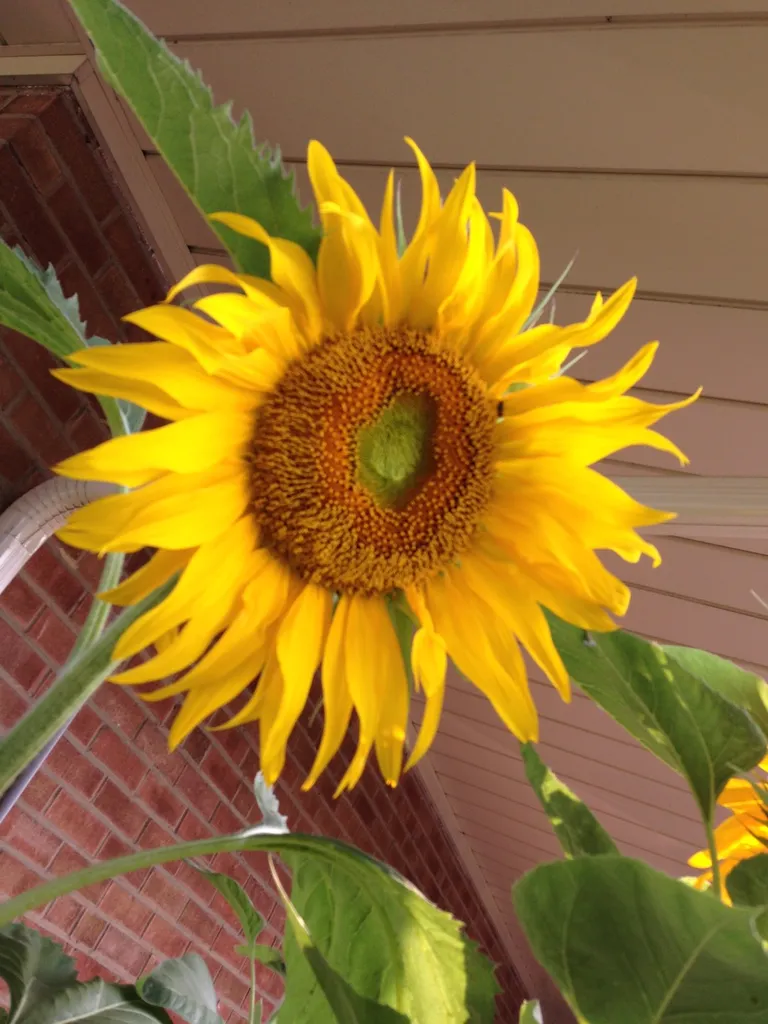 FREE HUGE Sunflower Seeds !! photo 1