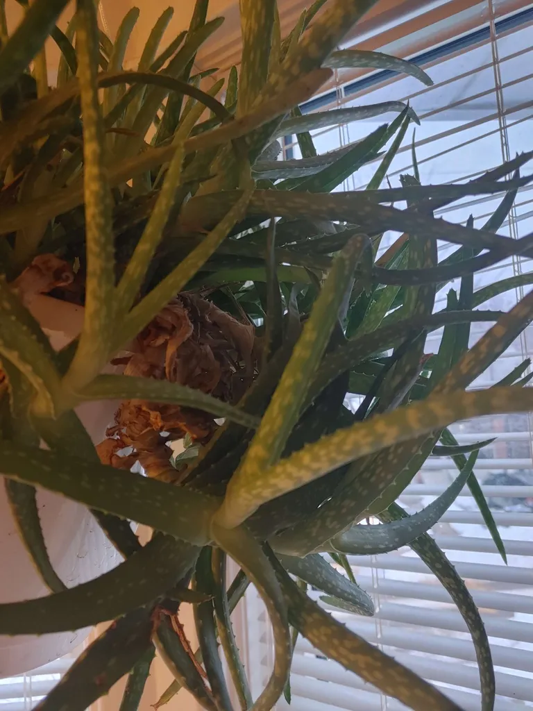 Small aleo baby photo 1