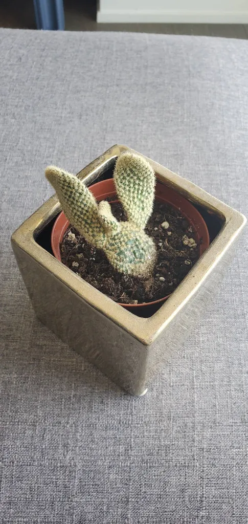 Bunny Cactus photo 1