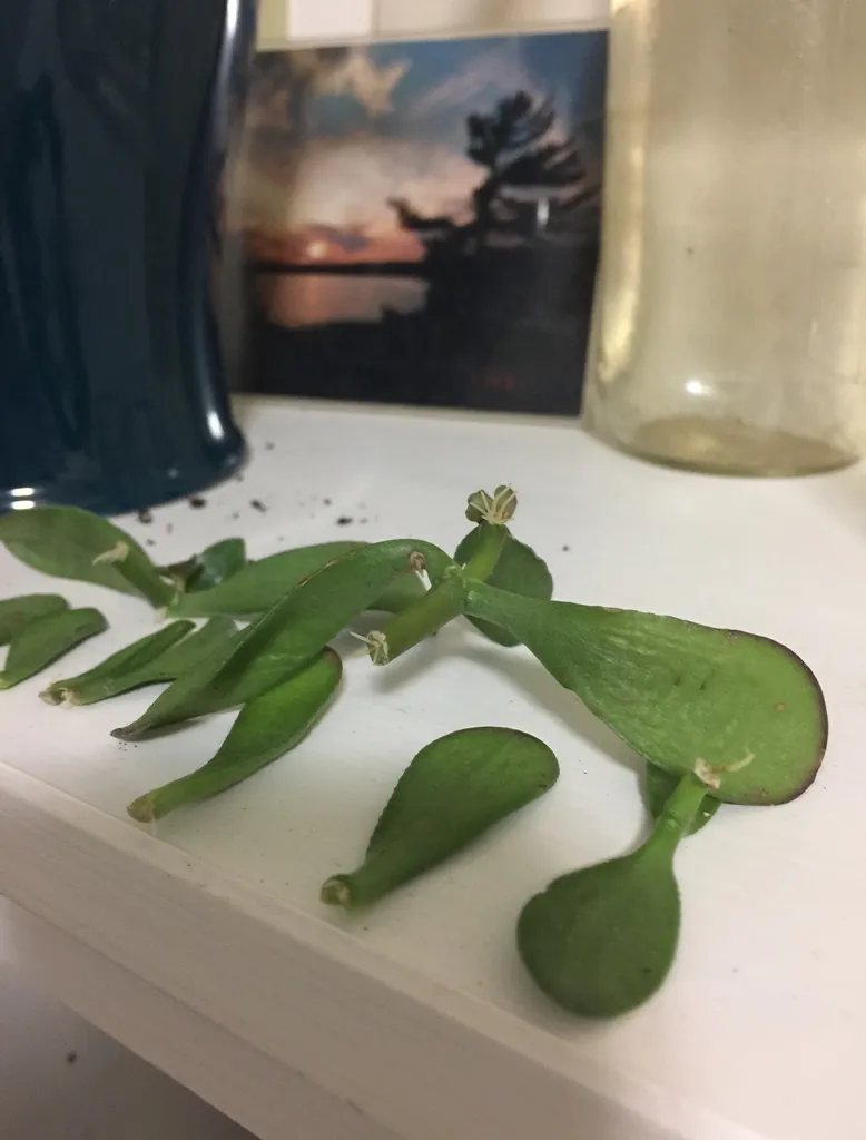 Rooted Jade Clippings photo 1