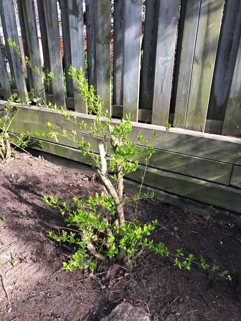 Free Forsythia photo 1