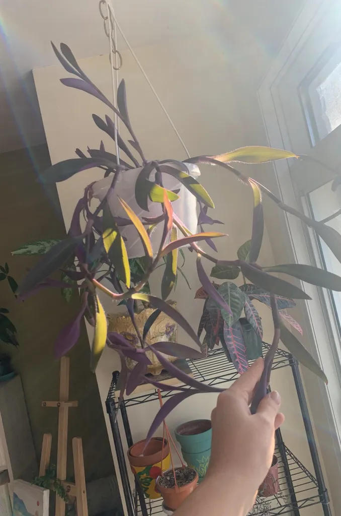 Purple Heart Cuttings photo 1