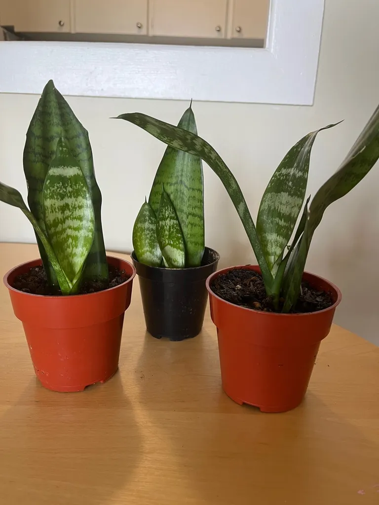 Snake Plants photo 1