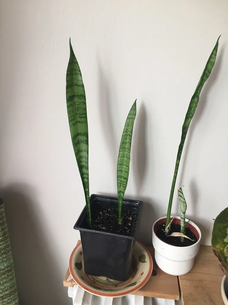 Lanky teenage snake plant 🌿 photo 1