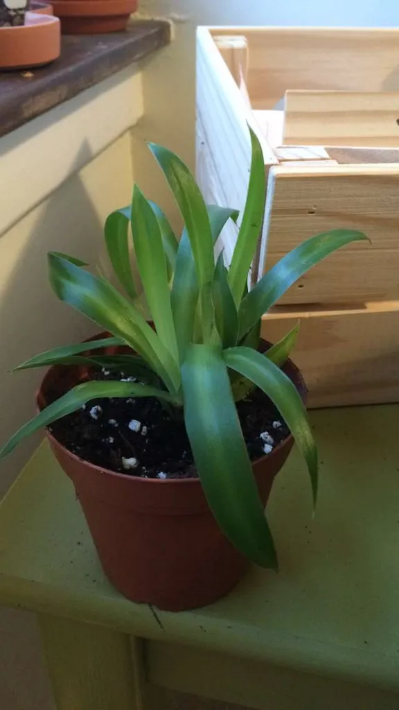 Hawaiian Spider Plant photo 1