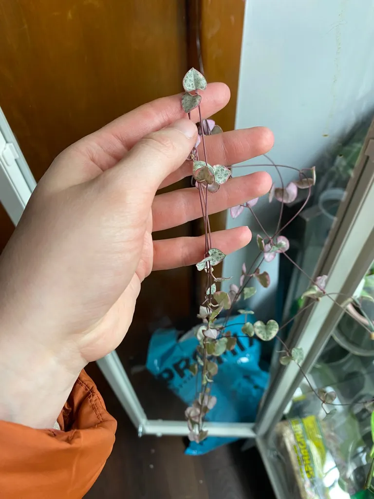 Chain Of Hearts Cuttings photo 1