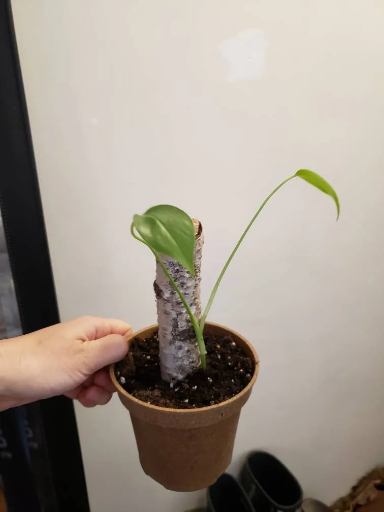 Monstera Deliciosa - Baby 🌿 photo 1