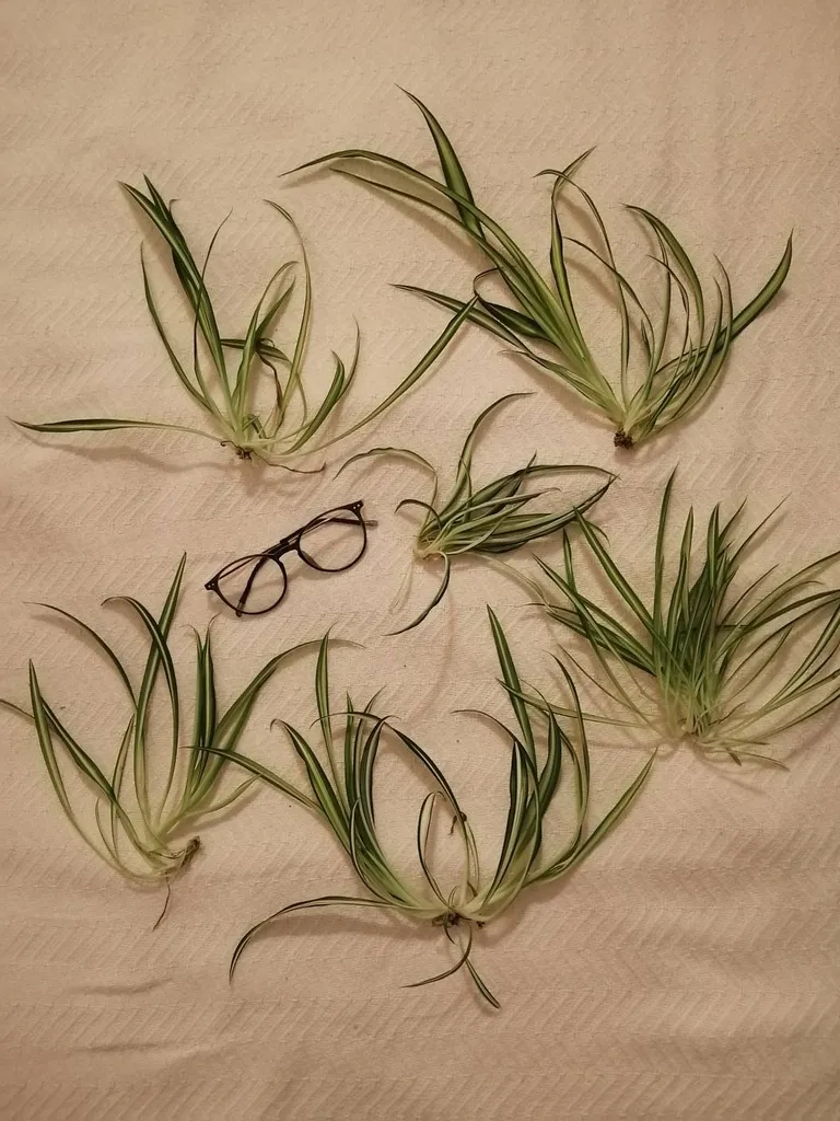 Spider plant clippings photo 1