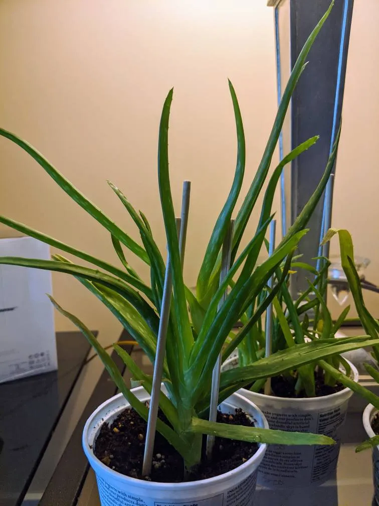 Various Sizes Of Aloes photo 1