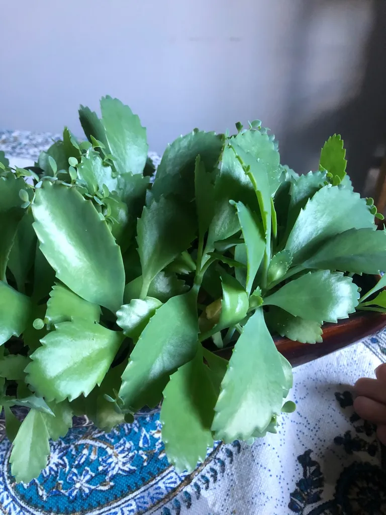 Mother Of Thousands Plants photo 1