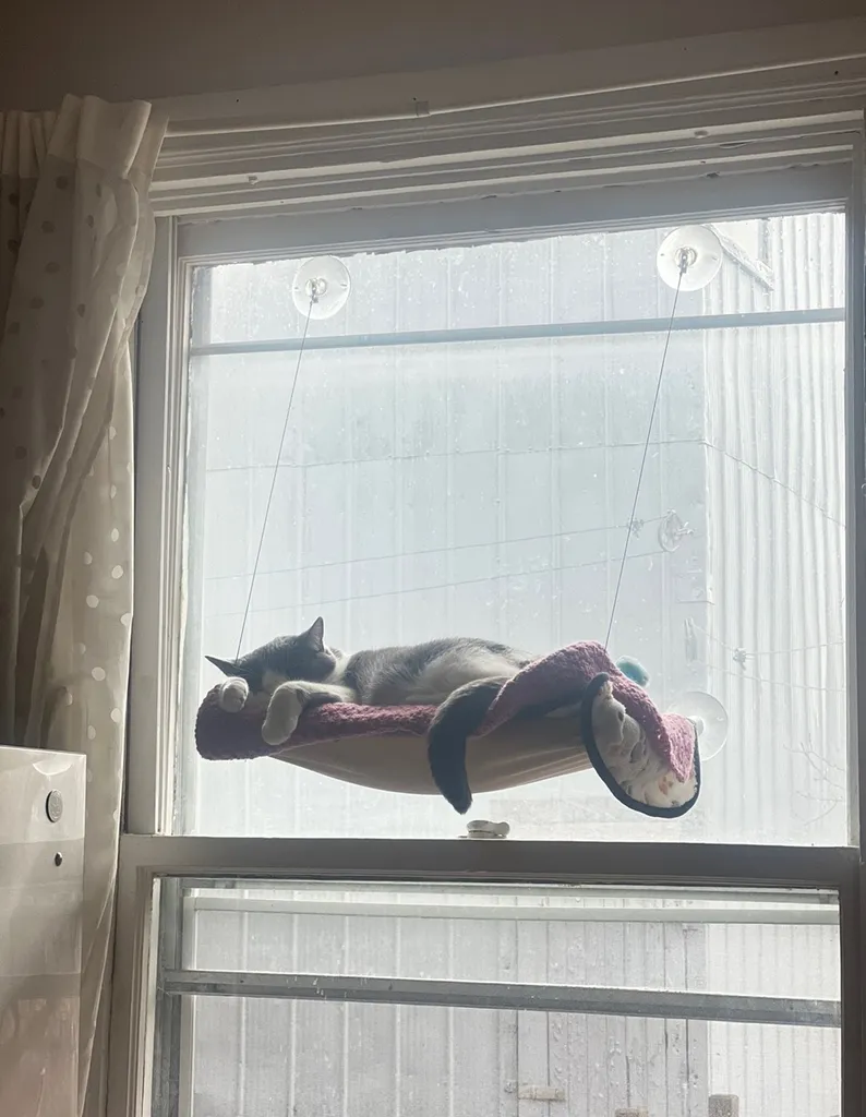Cat Hammock For Window photo 1