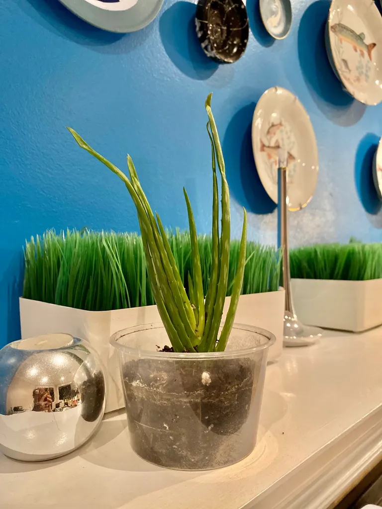 Pretty Little Aloe photo 1