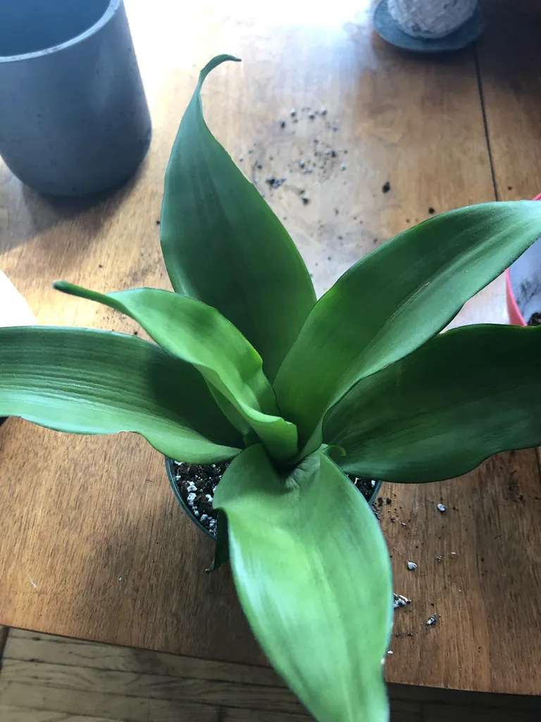 6 Inch Moonshine Snake Plant photo 1