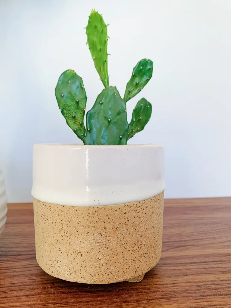 Cactus Cutie photo 1