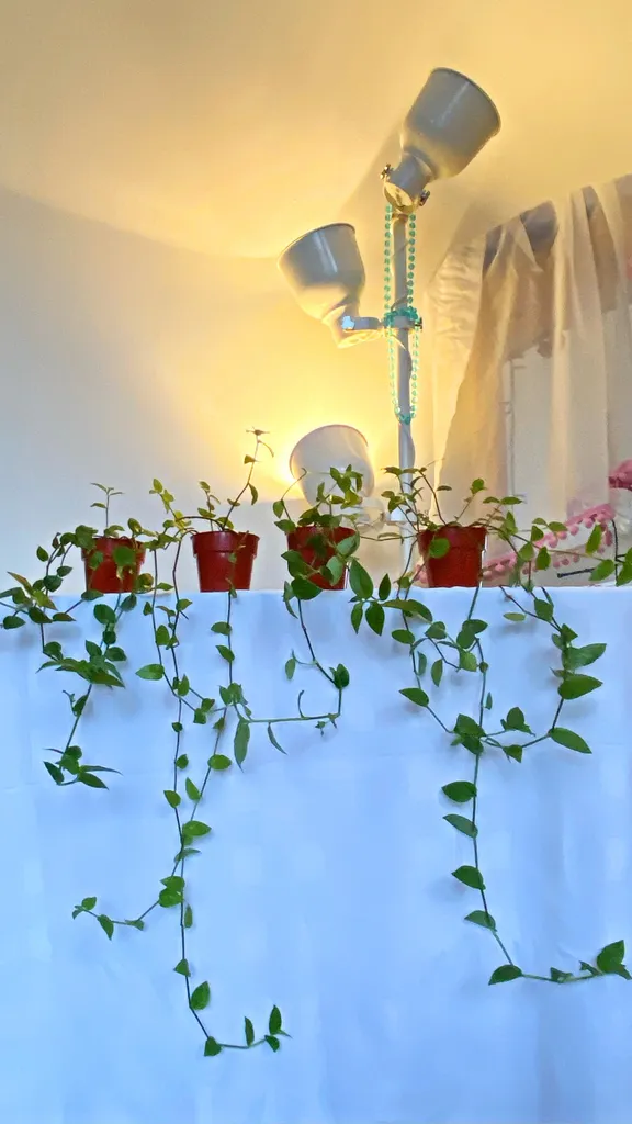 Tradescantia Green Hill photo 1