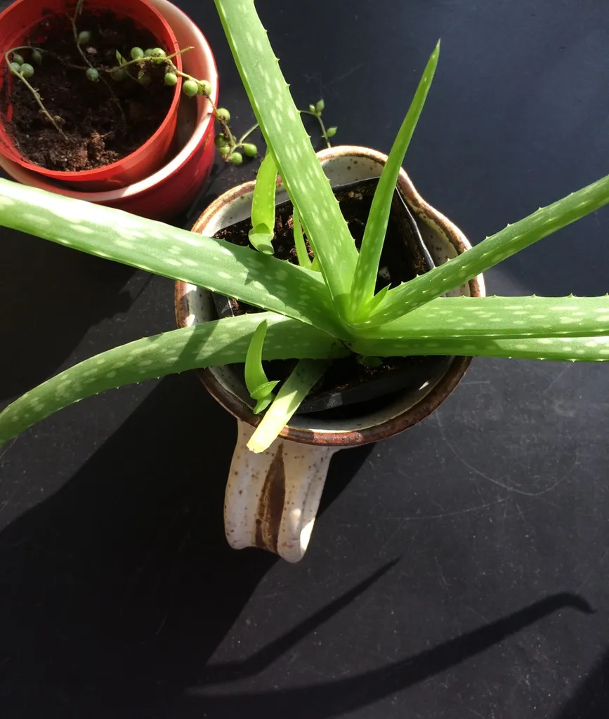 Aloe Vera Plants photo 1