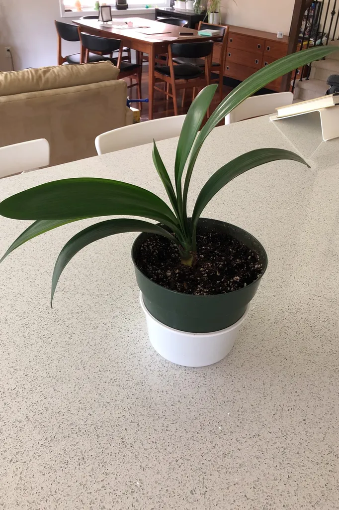 Healthy Clivia Plant photo 1