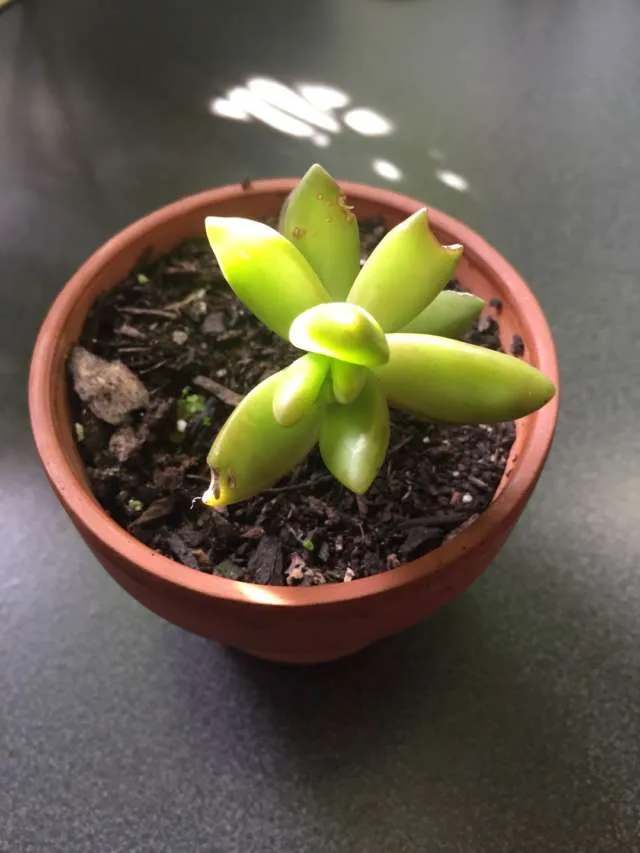 Small Succulent photo 1