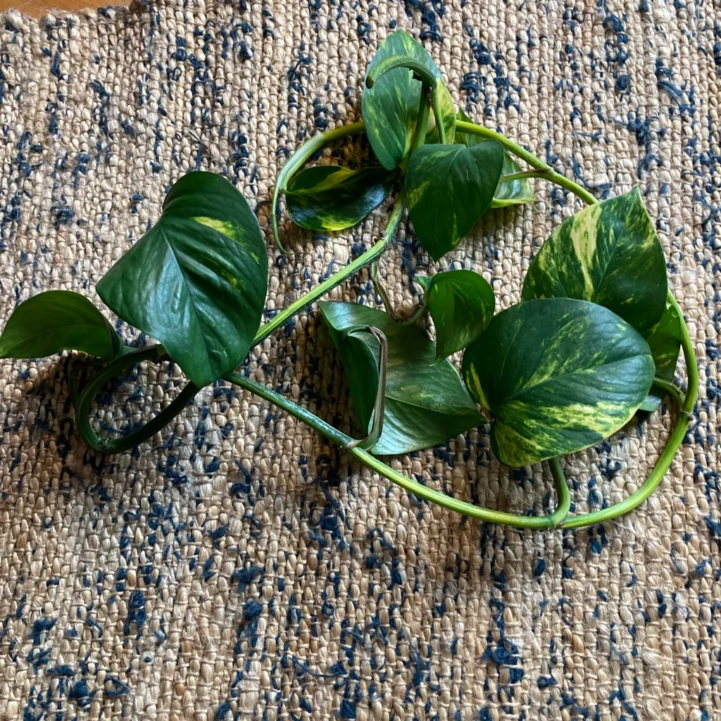 Generous Slip of Golden Pothos photo 1