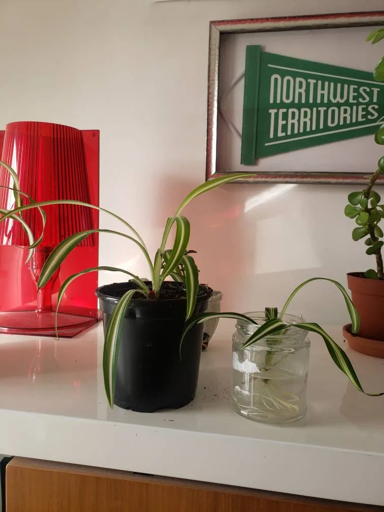 Spider plants photo 1
