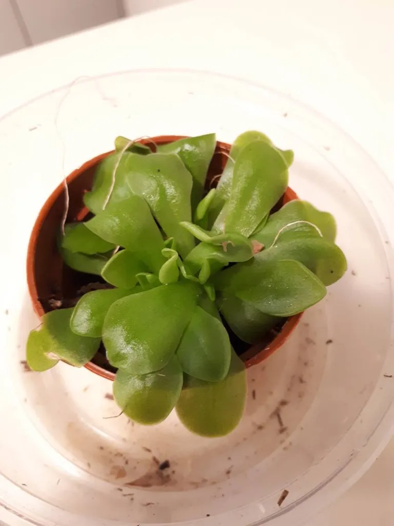 Butterwort Plant photo 1