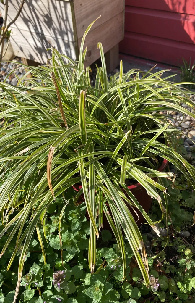 Outdoor Plant In Pot photo 1