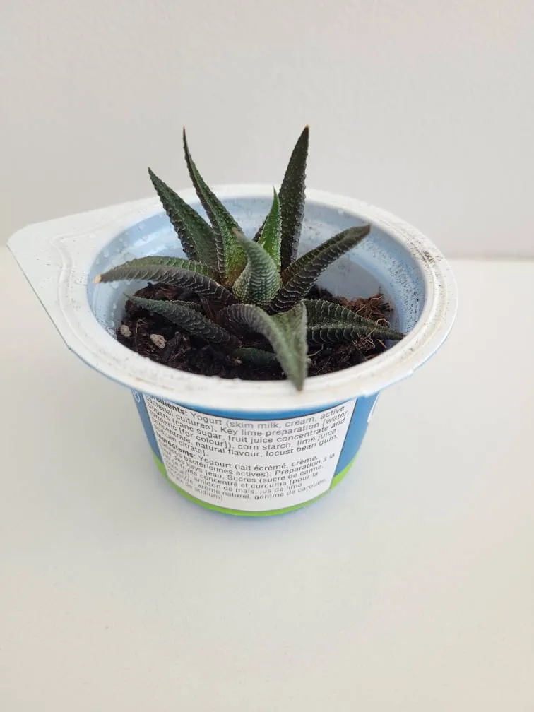 Haworthia Succulent 🌱 photo 1