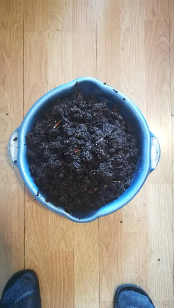 Compost from a vermicompost photo 1