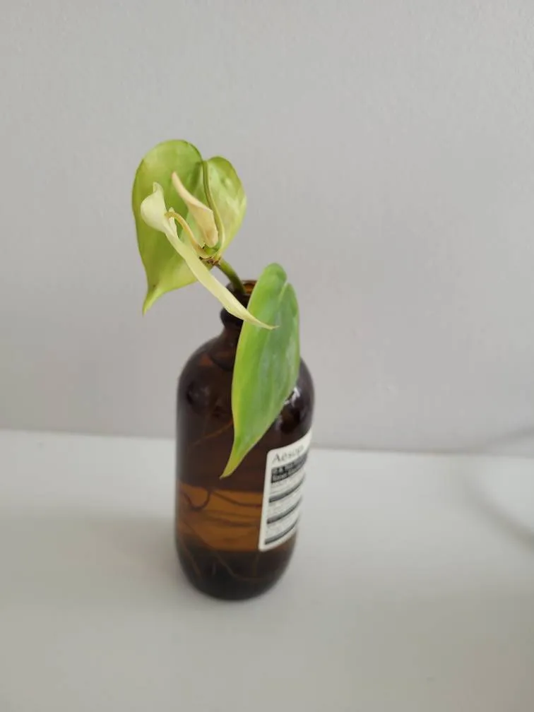 💚 Well Rooted Heart Leaf Philodendron photo 1