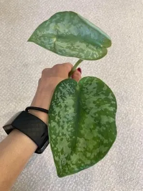 Scindapsus Silver Cloud Rooted Cutting photo 1