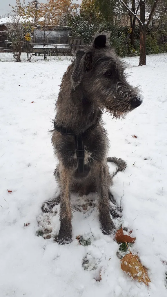 2 Dog Harnesses photo 1