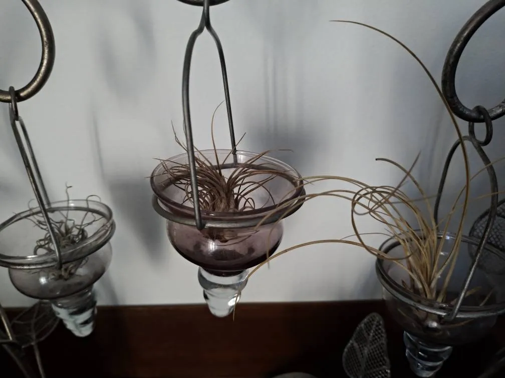Dried Air Plants photo 1