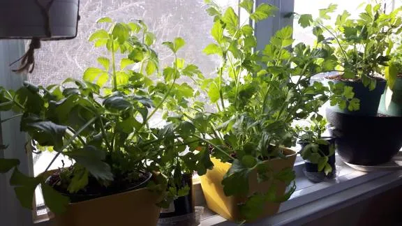 Celery In Nursey Pots photo 1