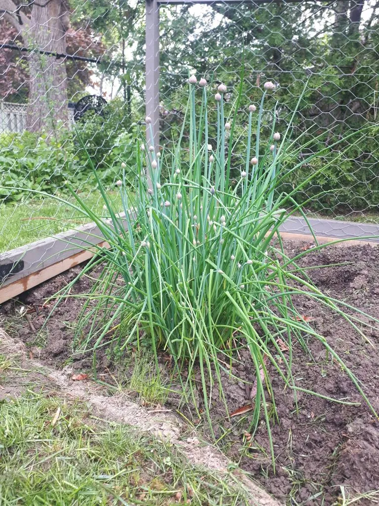 Fresh Chives photo 1