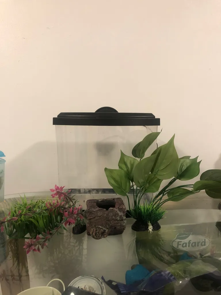2.5 Gallon Beta Fish Tank With Supplies photo 1