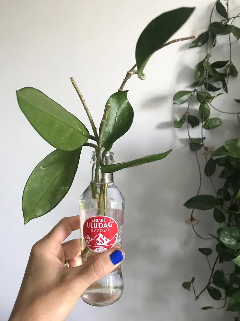 Hoya Clipping X3 photo 1