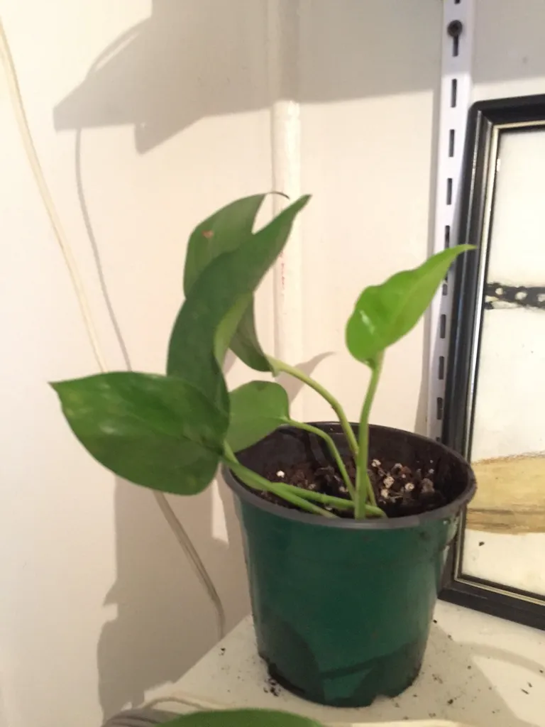 Pothos Plants photo 1
