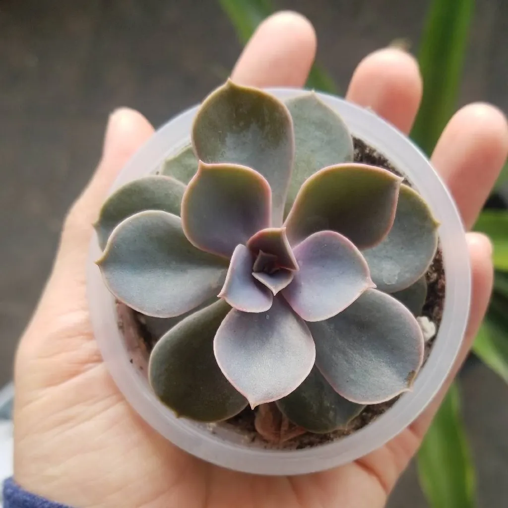 Echeveria Succulent photo 1