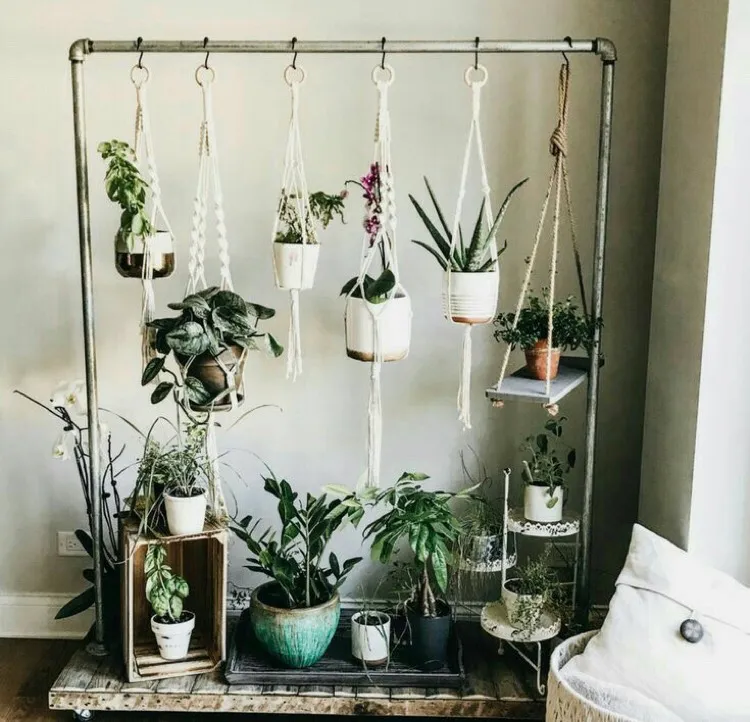 Pilea. Rhoeo Wandering Dudes:  Plants - Rooted Clippings photo 1