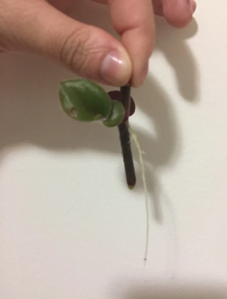 3/3 Tradescantia (Wandering Dude) Clipping photo 1