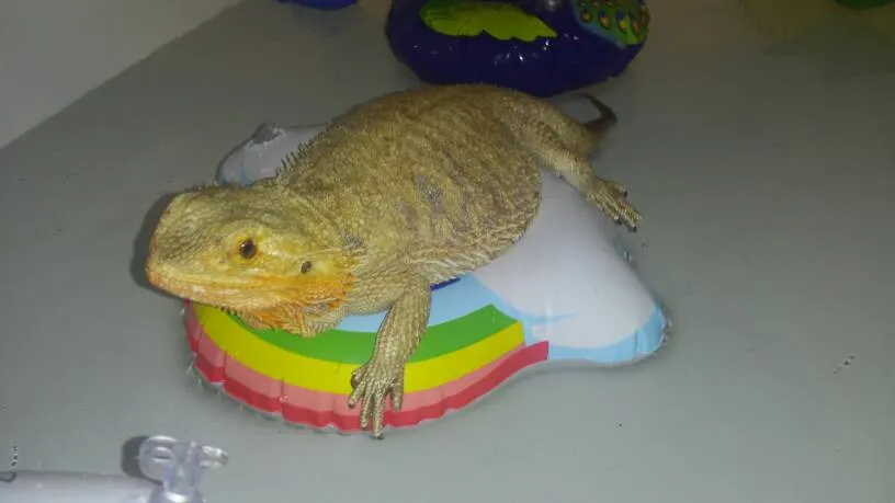 Iso- Baking Supplies /food photo 1