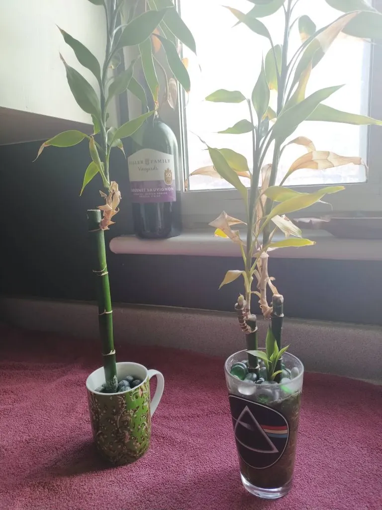 Bamboo Plants🔥 photo 1