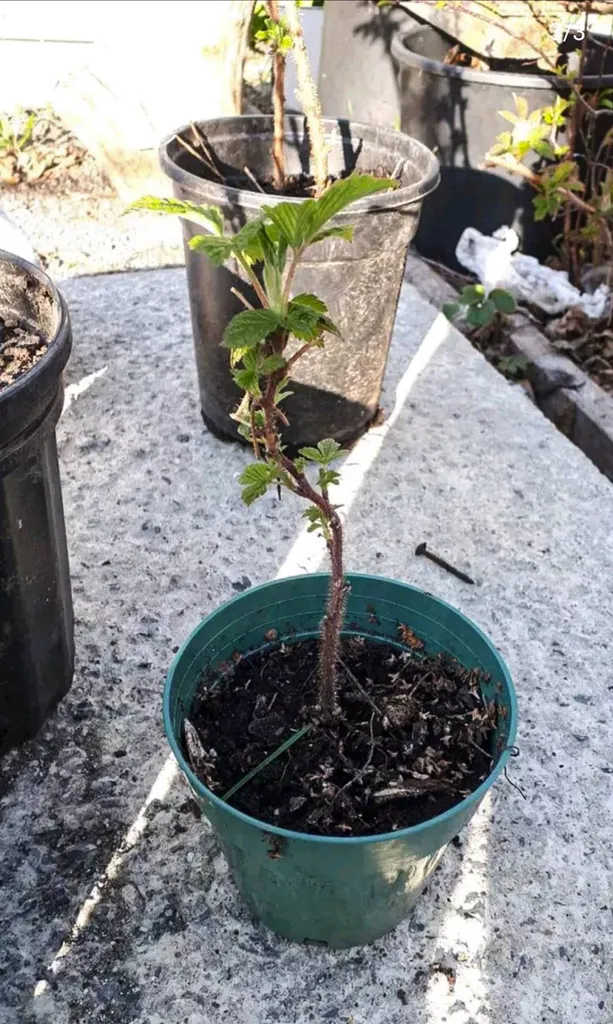 Young Raspberry Bush photo 1