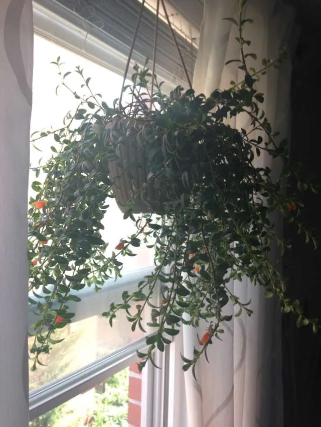 Goldfish Plant Cuttings photo 1