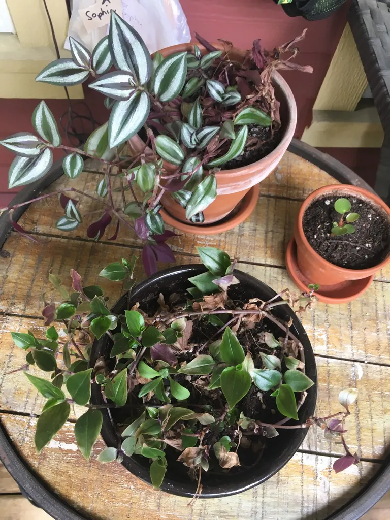 3 Potted Plants For Quick Trade photo 1