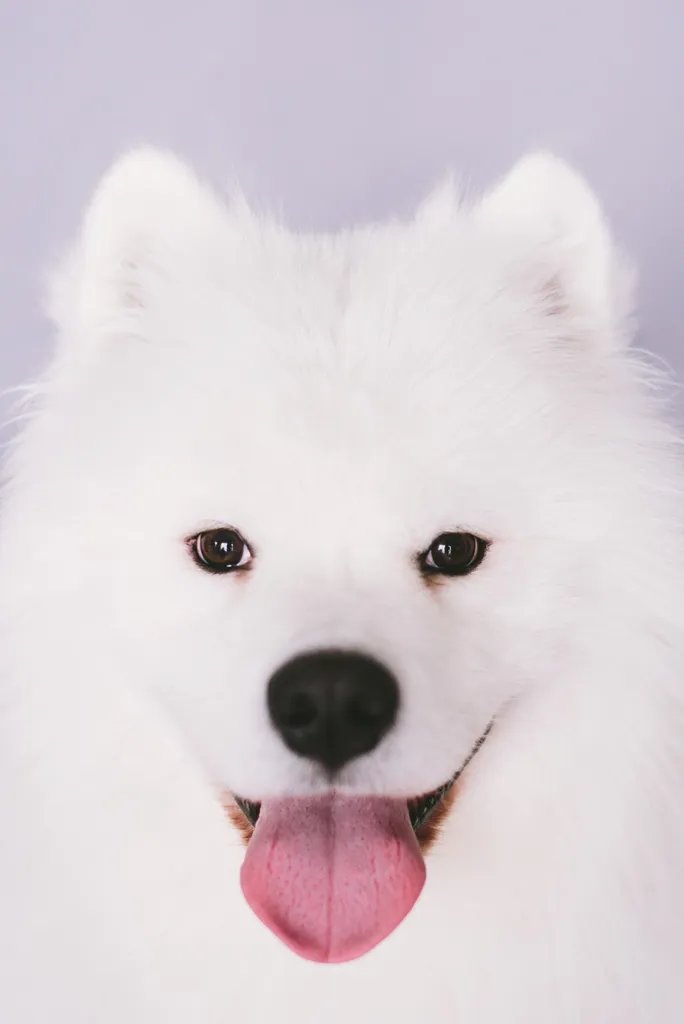 Dog Photoshoot Session photo 1