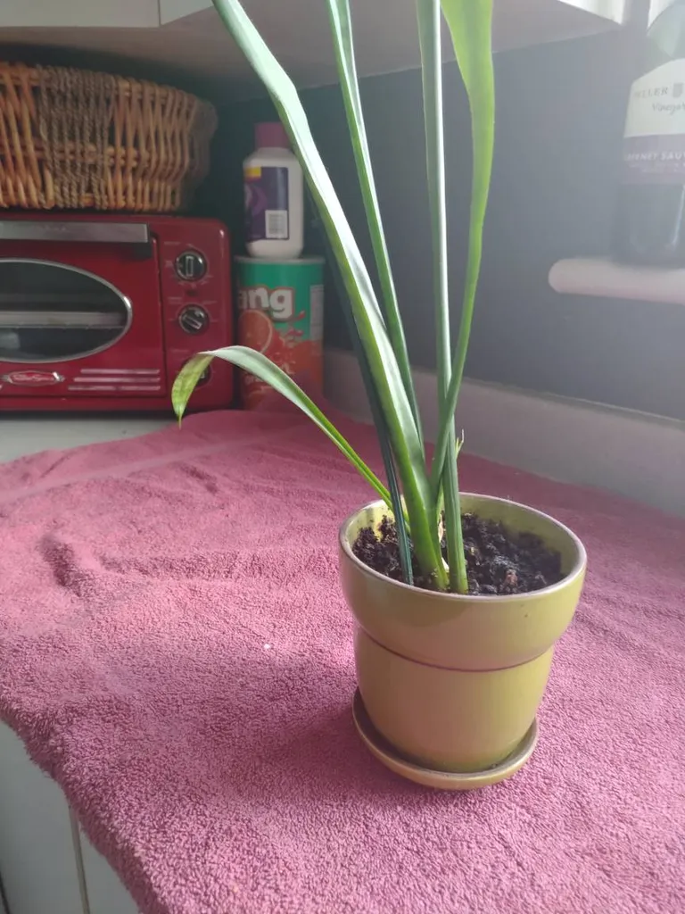 Snake Plant🔥 photo 1