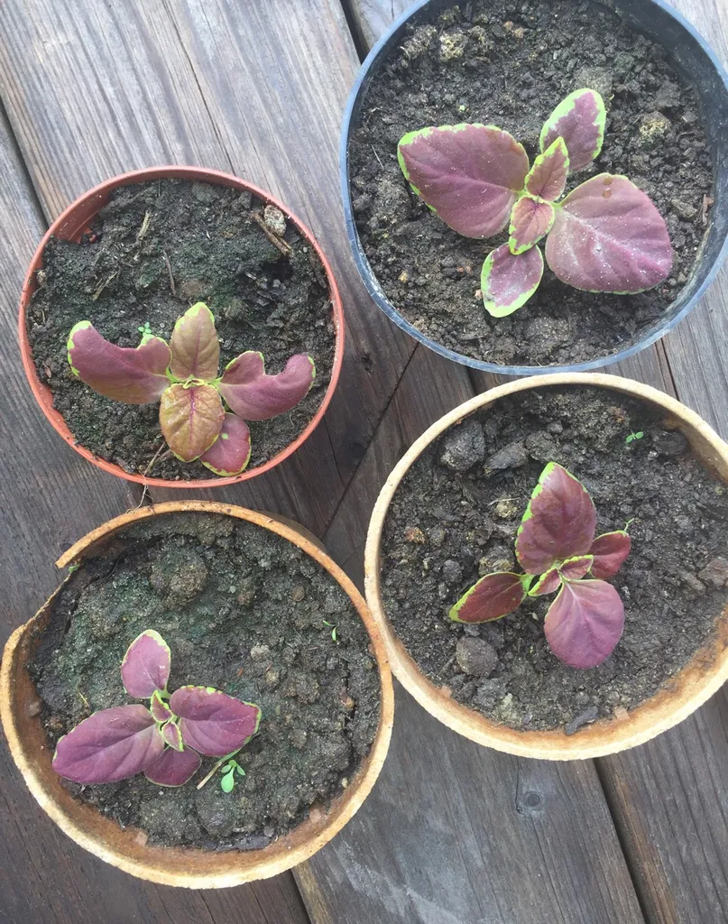 Beautiful, Easy grow Purple/gold Coleus Plant Babies photo 1