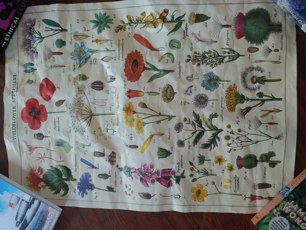 Free Add On: Flower Poster photo 1