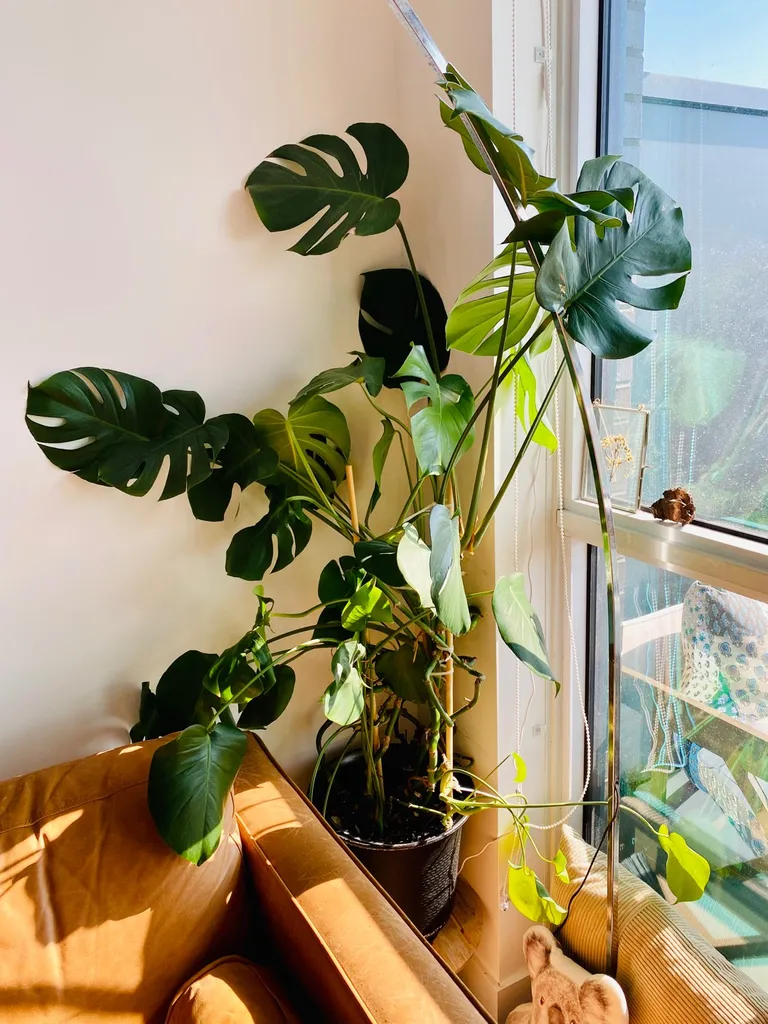 Thriving Monstera (4 feet tall) photo 1
